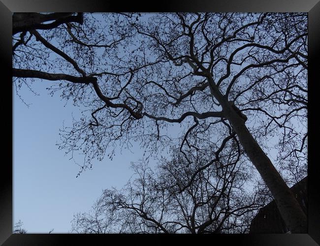 Twilight  Trees in Leicester Square Framed Print by John Bridge