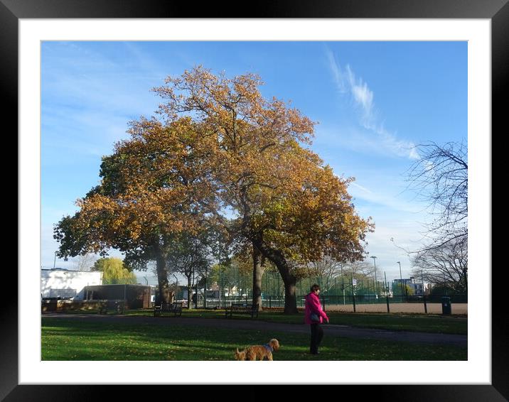 Autumn in Chalkwell Park Framed Mounted Print by John Bridge