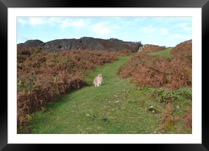 A small dog on a grassy path in the Lake District Framed Mounted Print by John Bridge