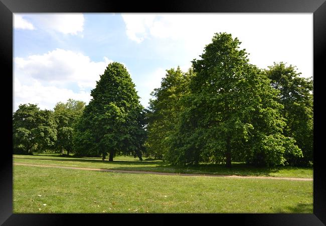 Trees in Knowle Park Framed Print by John Bridge