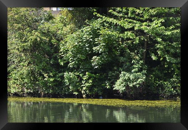 Shades of Green Framed Print by John Bridge