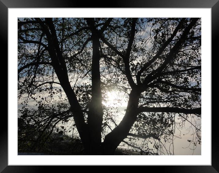 A  Tree in Winter Framed Mounted Print by John Bridge