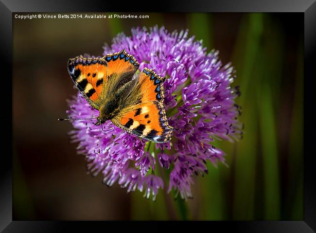  Butterfly Framed Print by Vince Betts