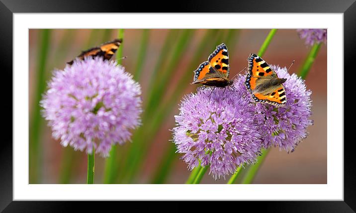  Butterflies Framed Mounted Print by Vince Betts
