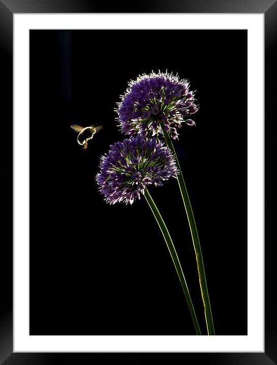 Bee in Flight Framed Mounted Print by Vince Betts