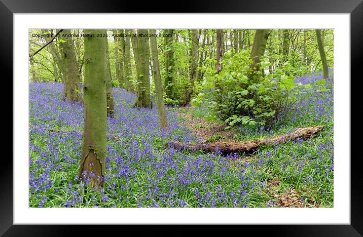Woodland bluebells Framed Mounted Print by Andrew Heaps