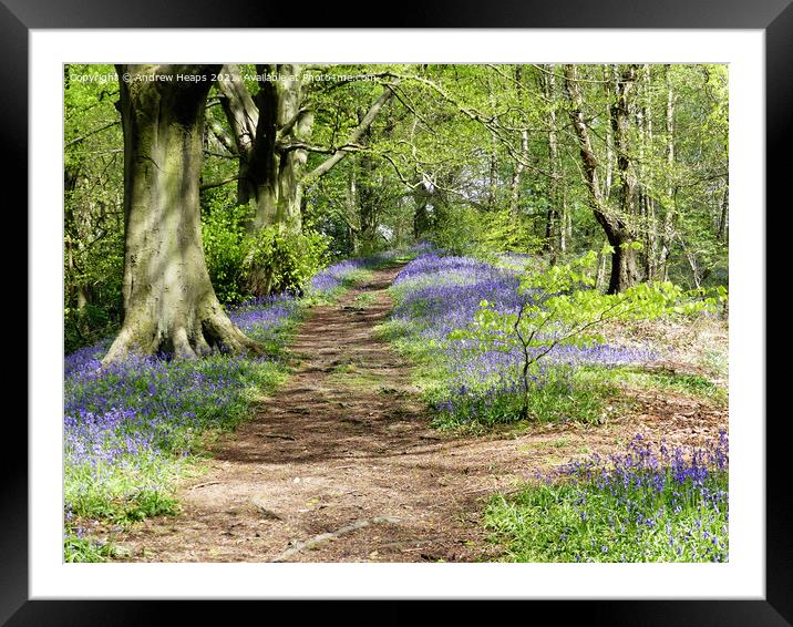 Spring woodland sunshine bluebells. Framed Mounted Print by Andrew Heaps
