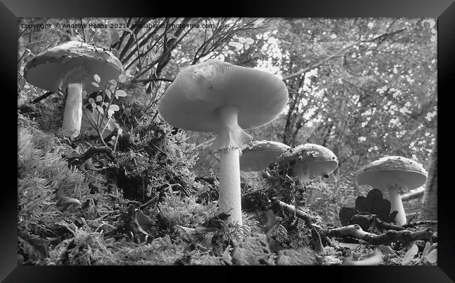 Woodland fungi underneath view. Framed Print by Andrew Heaps