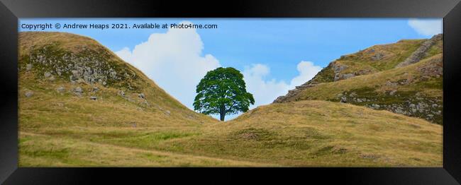  Sycamore gap  on Hadrians Wall Framed Print by Andrew Heaps