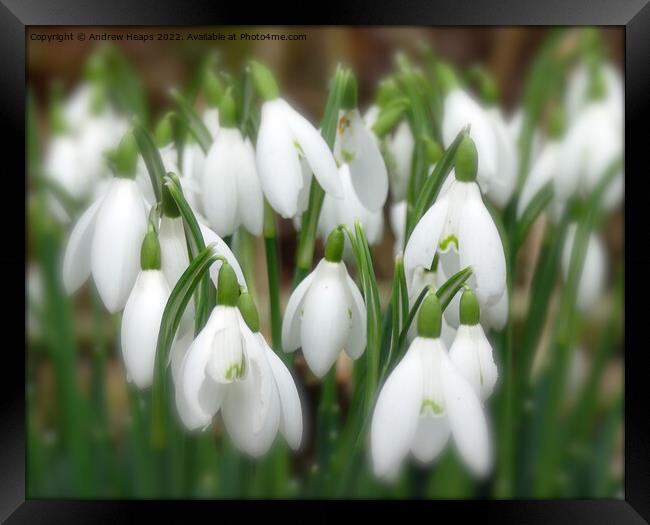 Serene snowdrop in bloom Framed Print by Andrew Heaps
