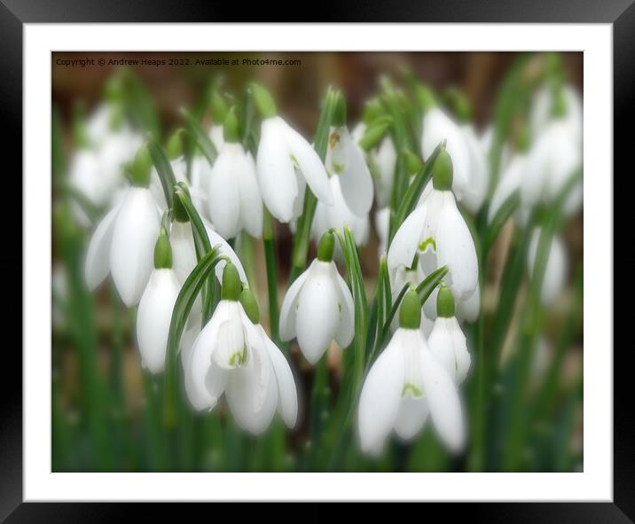 Serene snowdrop in bloom Framed Mounted Print by Andrew Heaps