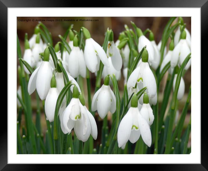 Snowdrop spring flower Framed Mounted Print by Andrew Heaps