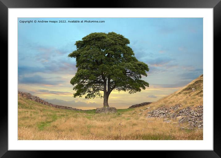 Sycamore gap & hadrians wall Framed Mounted Print by Andrew Heaps