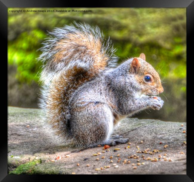 Squirrel in HDR feeding time. Framed Print by Andrew Heaps