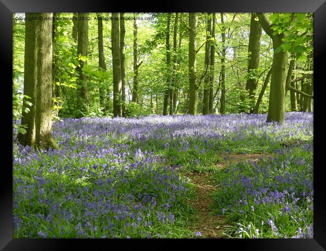 Springtime bluebells with rays of sunshine. Framed Print by Andrew Heaps