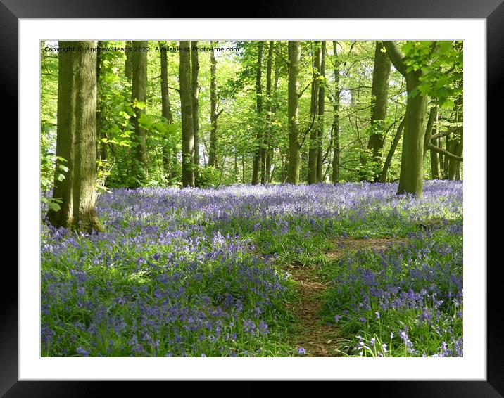 Springtime bluebells with rays of sunshine. Framed Mounted Print by Andrew Heaps