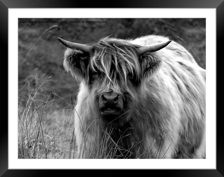 Highland cow in black and white Framed Mounted Print by Andrew Heaps