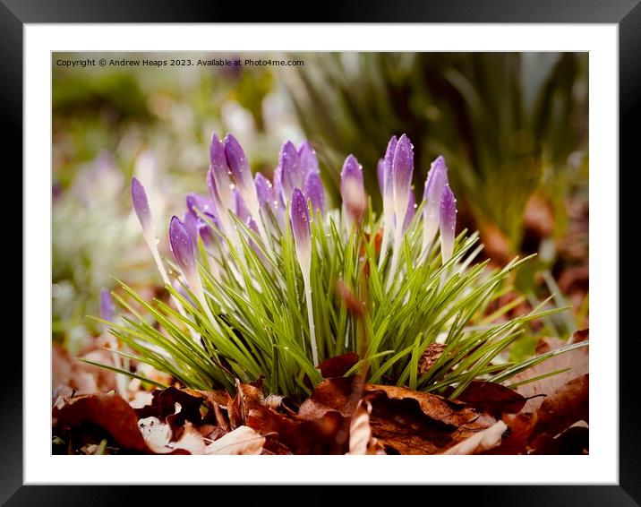 Purple Crocus Blooms in Spring Framed Mounted Print by Andrew Heaps