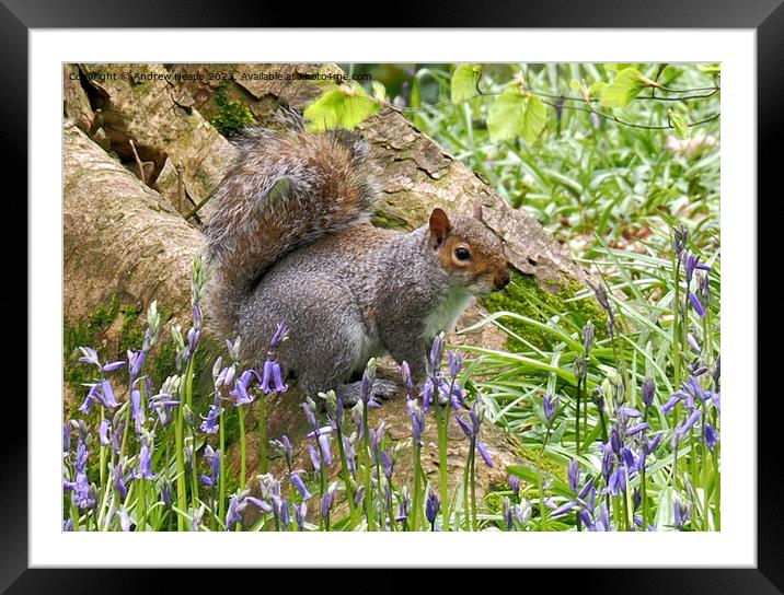 Cheeky Squirrel in Bluebell Wonderland Framed Mounted Print by Andrew Heaps