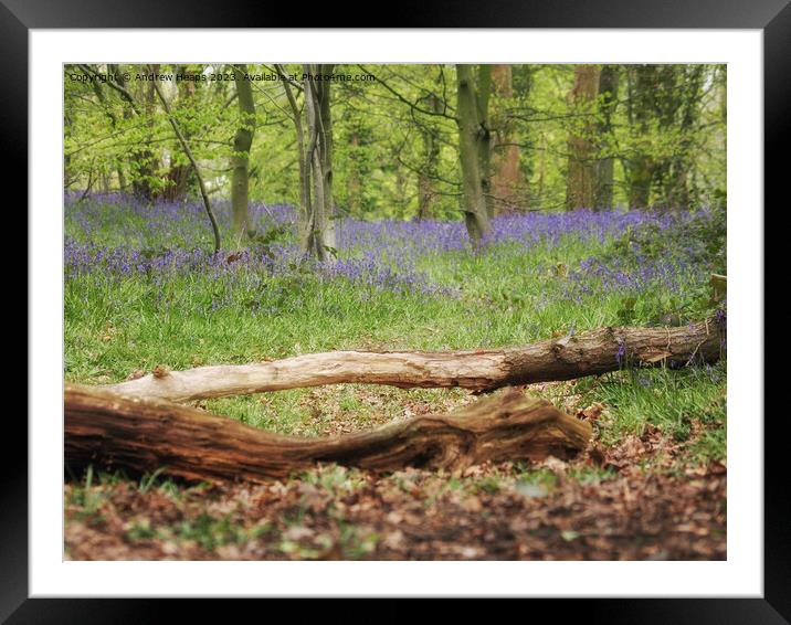 Enchanted Summer Forest Framed Mounted Print by Andrew Heaps