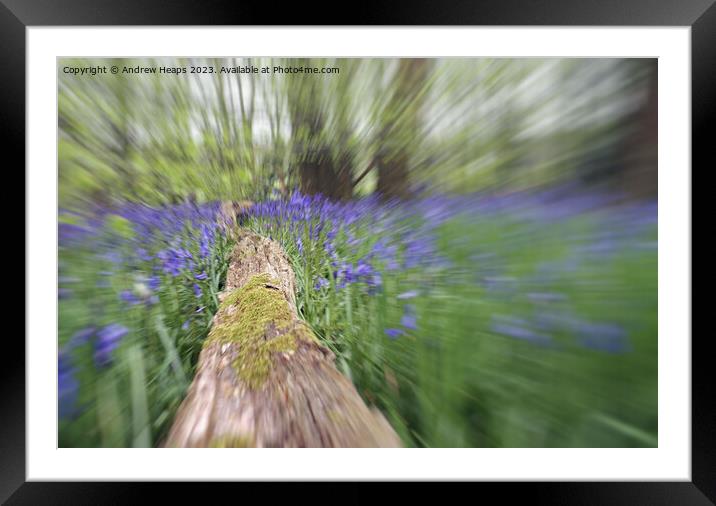 Woodland Bluebells in motion serene Framed Mounted Print by Andrew Heaps