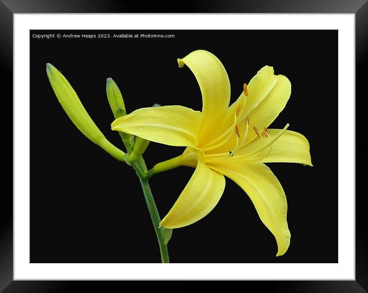 Yellow Lilly flower in full bloom. Framed Mounted Print by Andrew Heaps