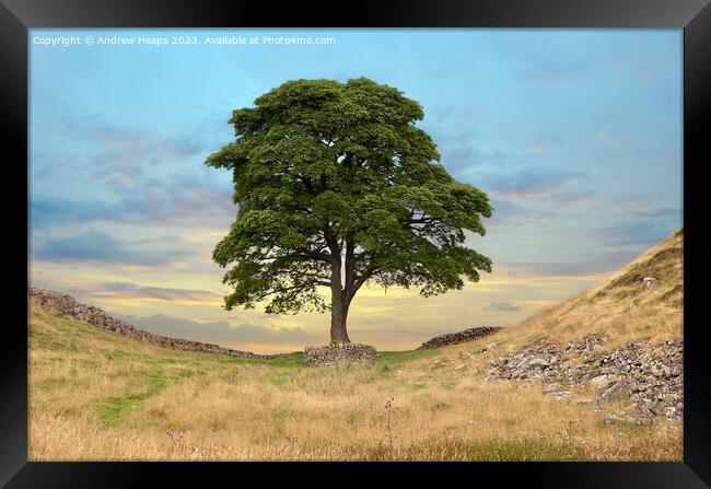 Sycamore gap  Framed Print by Andrew Heaps