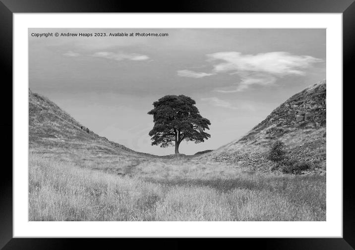 Sycamore Gap (Hadrians wall) black and white Framed Mounted Print by Andrew Heaps