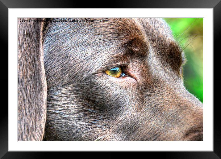 Chocolate Labrador  Framed Mounted Print by Andrew Heaps