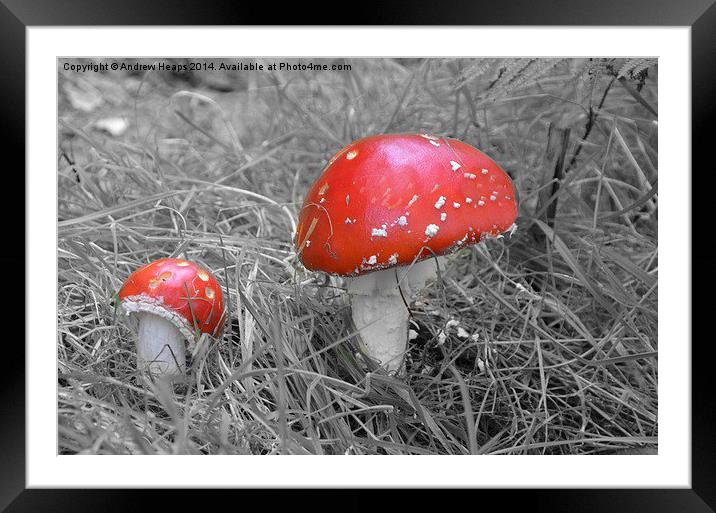  Red Fungi Framed Mounted Print by Andrew Heaps