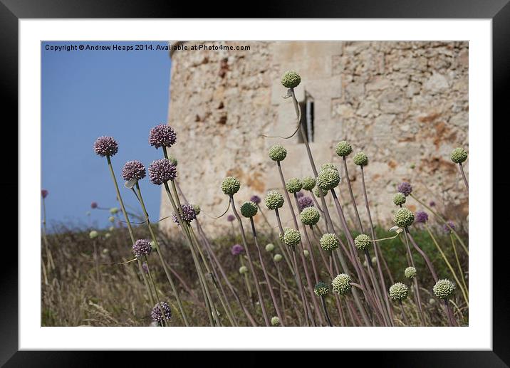 Enchanting Wild Garlic on Menorca Coast Framed Mounted Print by Andrew Heaps
