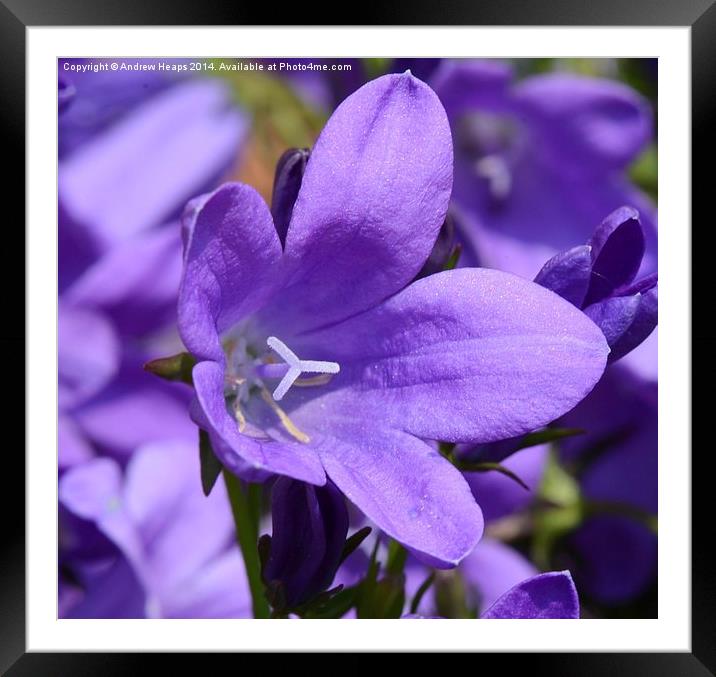  Purple flower Framed Mounted Print by Andrew Heaps