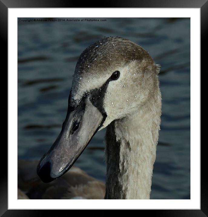  Cygnet Head Framed Mounted Print by Andrew Heaps