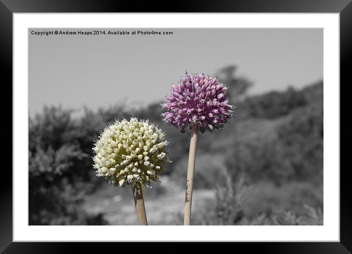  Purple and Green Wild Flowers in Minorca. Framed Mounted Print by Andrew Heaps