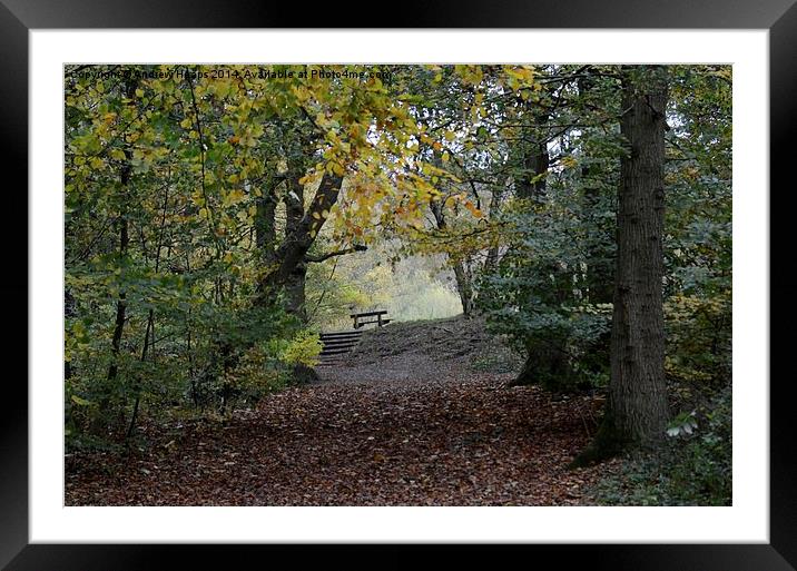 Country Park Bench  Framed Mounted Print by Andrew Heaps