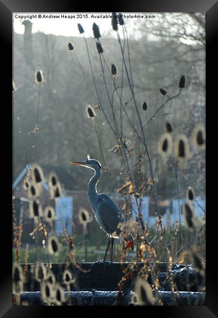 Heron at Trentham Gardens Framed Print by Andrew Heaps