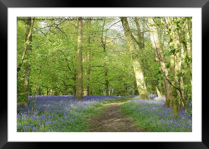  Blue bells of spring enchanted Forest. Framed Mounted Print by Andrew Heaps