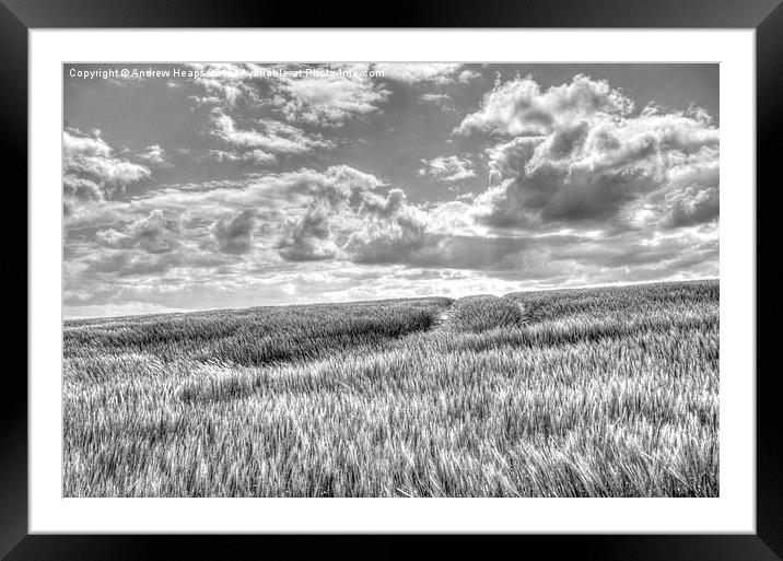  Field of crop blowing in the wind. Framed Mounted Print by Andrew Heaps