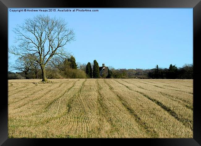 Straight lines in crop field. Framed Print by Andrew Heaps