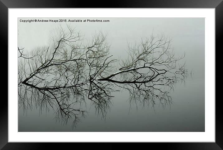  Reflection of tree. Framed Mounted Print by Andrew Heaps