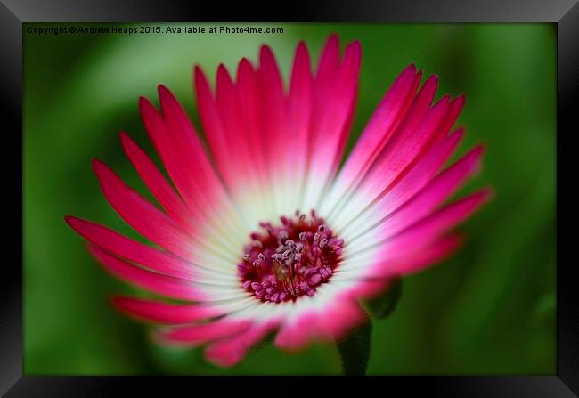  Pink Mesembryanthemum Framed Print by Andrew Heaps