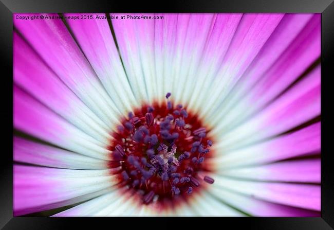 Purple  Mesembryanthemum Framed Print by Andrew Heaps
