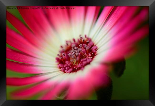  Mesembryanthemum Framed Print by Andrew Heaps