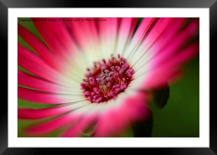  Mesembryanthemum Framed Mounted Print by Andrew Heaps