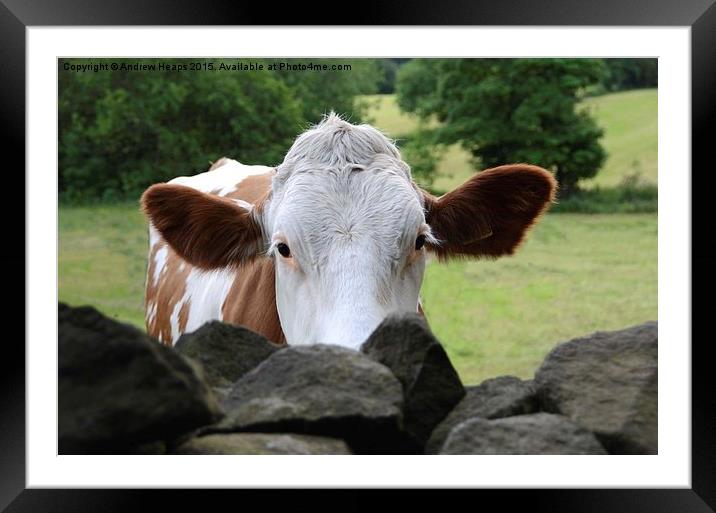  The brown and white cow Framed Mounted Print by Andrew Heaps