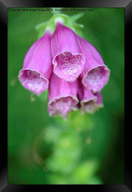 Enchanting Purple Foxglove Framed Print by Andrew Heaps