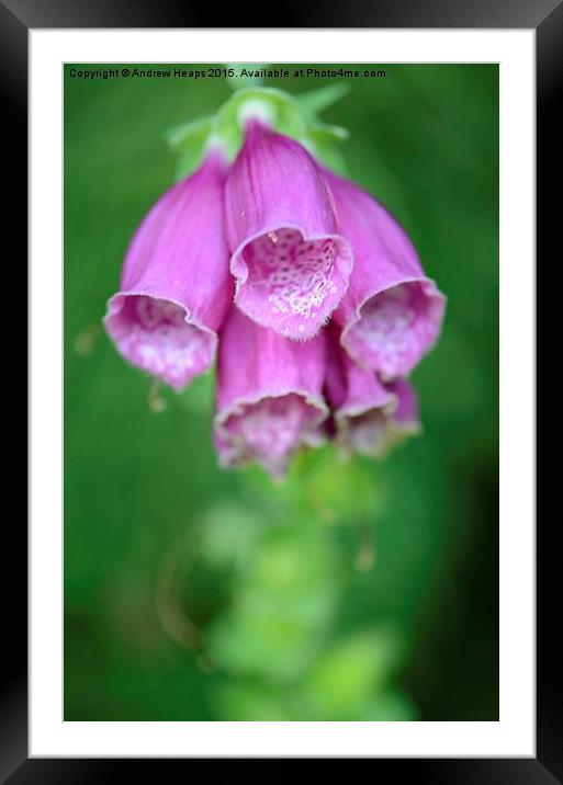 Enchanting Purple Foxglove Framed Mounted Print by Andrew Heaps