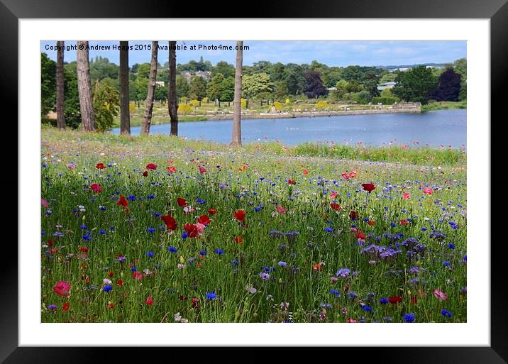 Flower meadow at Trentham Gardens Framed Mounted Print by Andrew Heaps