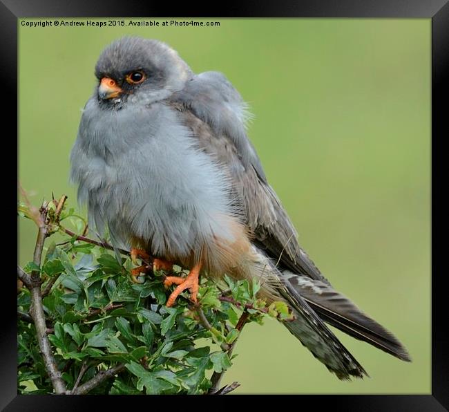  Red Footed Falcon Framed Print by Andrew Heaps