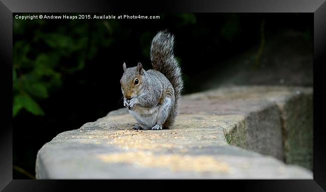  Feeding squirrel on wall Framed Print by Andrew Heaps
